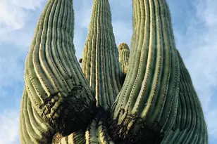 39402 N Spur Cross Rd, Cave Creek, AZ 85331 - Photo 26