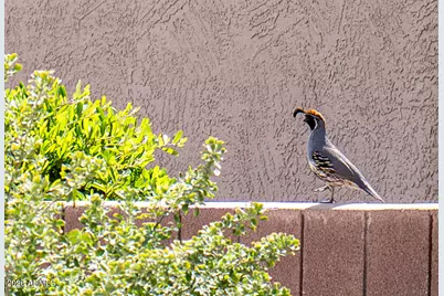 14950 W Mountain View Boulevard #1103, Surprise, AZ 85374 - Photo 26