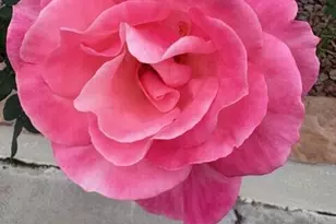 155 N Brookside St, Chandler, AZ 85225 - Photo 42