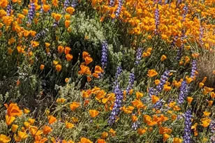 9432 E Quail Trail, Carefree, AZ 85377 - Photo 42