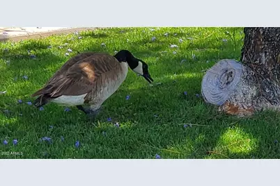 517 S Marina Drive, Gilbert, AZ 85233 - Photo 8