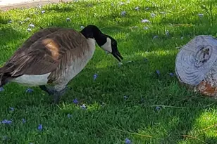 517 S Marina Dr, Gilbert, AZ 85233 - Photo 8