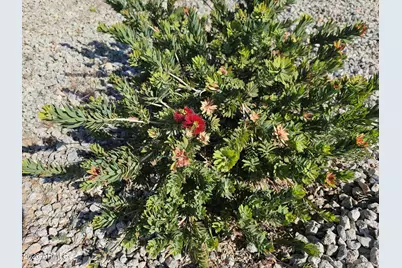 65 Cottonwood Lane, Wickenburg, AZ 85390 - Photo 26