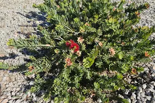 65 Cottonwood Ln, Wickenburg, AZ 85390 - Photo 26