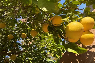 783 E Lynx Pl, Chandler, AZ 85249 - Photo 76