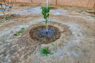 5320 W Hardtack Trl, Laveen, AZ 85339 - Photo 4