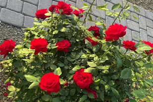 700 W On The Greens Blvd, Cottonwood, AZ 86326 - Photo 38