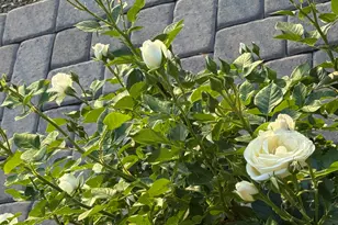 700 W On The Greens Blvd, Cottonwood, AZ 86326 - Photo 38