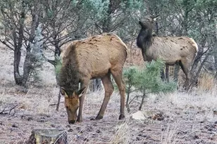 2795 Coyote Ridge, Happy Jack, AZ 86024 - Photo 8