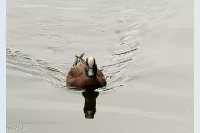 9623 S 51st Street, Phoenix, AZ 85044 - Photo 44