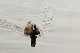 9623 S 51st St, Phoenix, AZ 85044 - Photo 44