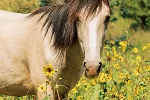 2381 Quarter Horse Trl, Overgaard, AZ 85933 - Photo 36