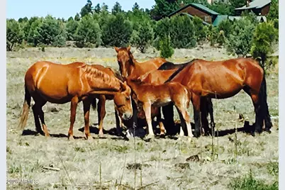 2381 Quarter Horse Trail #105, Overgaard, AZ 85933 - Photo 34