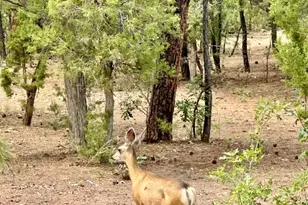 4260 W Falling Leaf Rd, Show Low, AZ 85901 - Photo 30