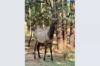 1166 N Mountain View Terrace, Payson, AZ 85541 - Photo 14