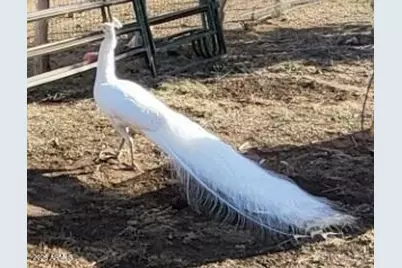 12700 Madman Mountain Road, Williams, AZ 86046 - Photo 52