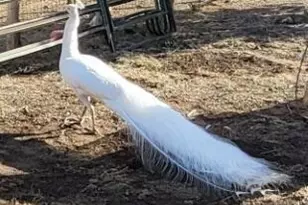 12700 Mad Man Mountain Rd, Williams, AZ 86046 - Photo 52