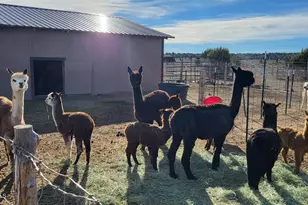 12700 Mad Man Mountain Rd, Williams, AZ 86046 - Photo 58