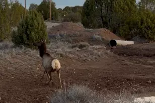 12700 Mad Man Mountain Rd, Williams, AZ 86046 - Photo 18