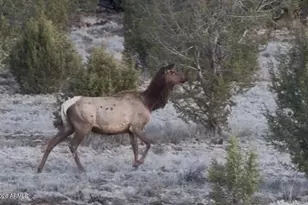 12700 Mad Man Mountain Rd, Williams, AZ 86046 - Photo 16