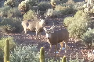 5236 S Marble Dr S, Gold Canyon, AZ 85118 - Photo 56
