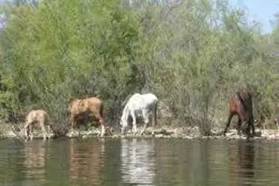 3721 E Adobe St, Mesa, AZ 85205 - Photo 46