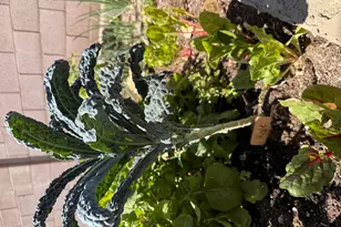 4111 E Molly Ln, Cave Creek, AZ 85331 - Photo 68