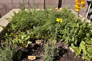 4111 E Molly Ln, Cave Creek, AZ 85331 - Photo 70