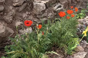 396 S Leisure Rd, Payson, AZ 85541 - Photo 44