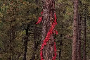 396 S Leisure Rd, Payson, AZ 85541 - Photo 50