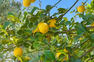 2497 E Ivanhoe Ct, Gilbert, AZ 85295 - Photo 56