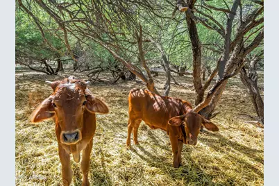 4489 N Ocotillo Road, Benson, AZ 85602 - Photo 56
