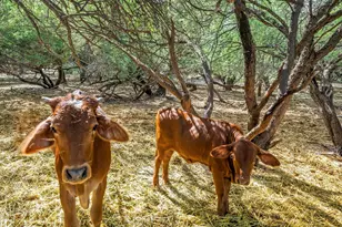 4489 N Ocotillo Rd, Benson, AZ 85602 - Photo 56