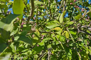 10130 E Orange Grove St, Florence, AZ 85132 - Photo 56