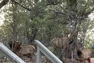 3483 N Hillside Rd, Pine, AZ 85544 - Photo 2