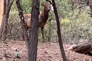 3483 N Hillside Rd, Pine, AZ 85544 - Photo 32