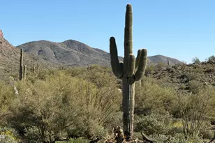 113 W Bingham Dr, New River, AZ 85087 - Photo 4