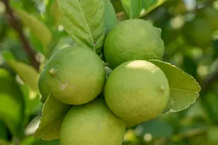 14619 E Roy Rogers Rd, Scottsdale, AZ 85262 - Photo 62