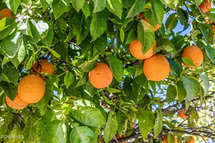 3409 E Ivyglen Cir, Mesa, AZ 85213 - Photo 102