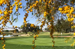 1413 E Peach Tree Dr, Chandler, AZ 85249 - Photo 38