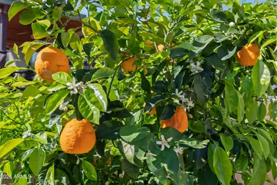 1245 N Raven --, Mesa, AZ 85207 - Photo 34