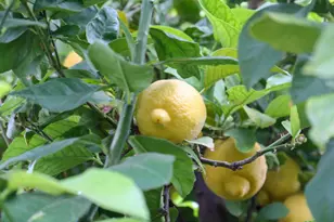 6625 E Culver St, Scottsdale, AZ 85257 - Photo 34