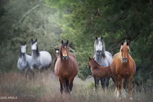 628 Trout Springs Rd, Forest Lakes, AZ 85931 - Photo 48