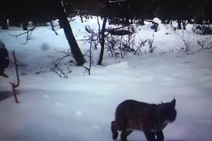 17810 S Walapai Rd, Munds Park, AZ 86017 - Photo 22