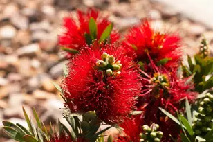 4159 E Cynthia St, Gilbert, AZ 85295 - Photo 64