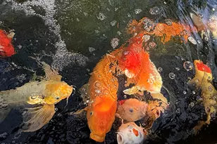 3708 E Wethersfield Rd, Phoenix, AZ 85032 - Photo 32