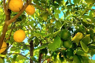 1916 N Jay St, Chandler, AZ 85225 - Photo 46