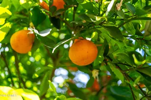 1916 N Jay St, Chandler, AZ 85225 - Photo 48