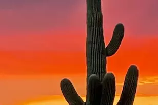 4324 N Ranier Cir, Mesa, AZ 85215 - Photo 24