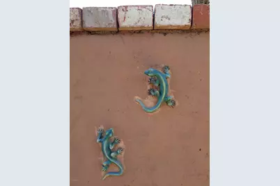 14818 N 38th Street, Phoenix, AZ 85032 - Photo 42